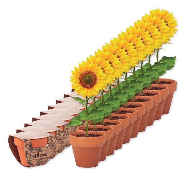 Balení 10 ks GiftRetail MO6147 - SUNFLOWER Terakotový květináč slunečnice