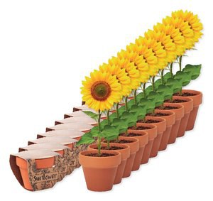 Balení 100 ks GiftRetail MO6147 - SUNFLOWER Terakotový květináč slunečnice